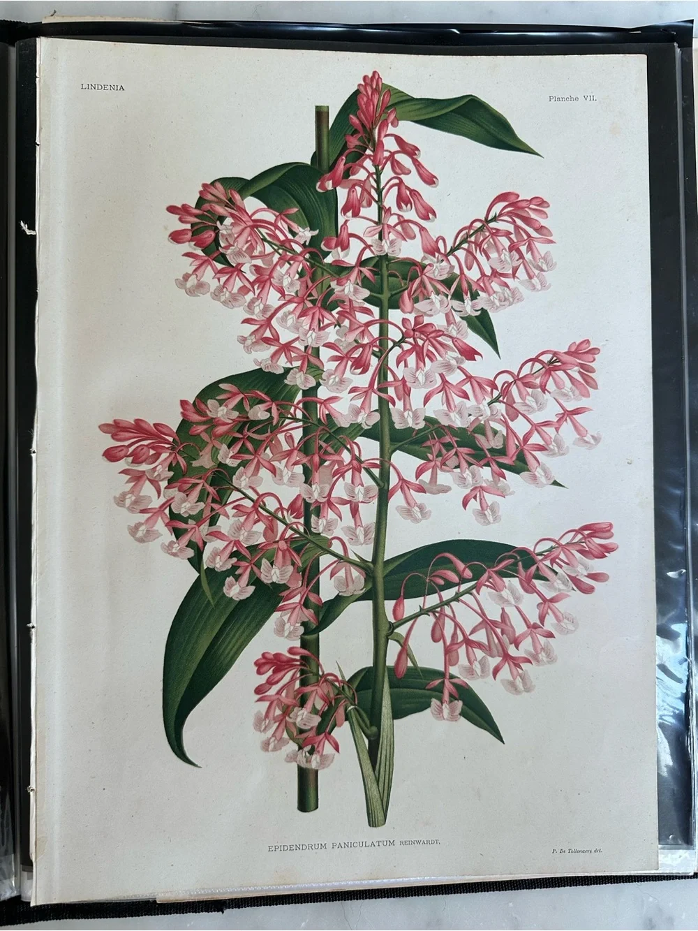 1885 Planche VII (Plate 7): Epidendrum paniculatum Reinwardt